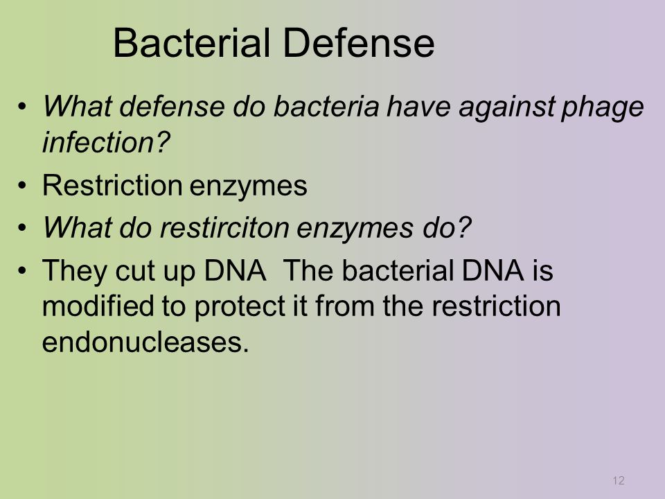 12 Bacterial Defense What defense do bacteria have against phage infection.