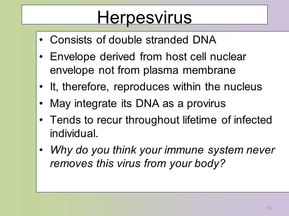 14 Herpesvirus Consists of double stranded DNA Envelope derived from host cell nuclear envelope not from plasma membrane It, therefore, reproduces within the nucleus May integrate its DNA as a provirus Tends to recur throughout lifetime of infected individual.