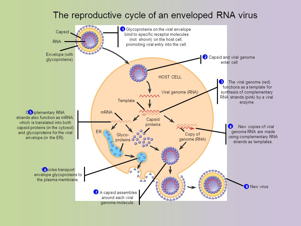 The reproductive cycle of an enveloped RNA virus Capsid and viral genome enter cell 2 The viral genome (red) functions as a template for synthesis of complementary RNA strands (pink) by a viral enzyme.