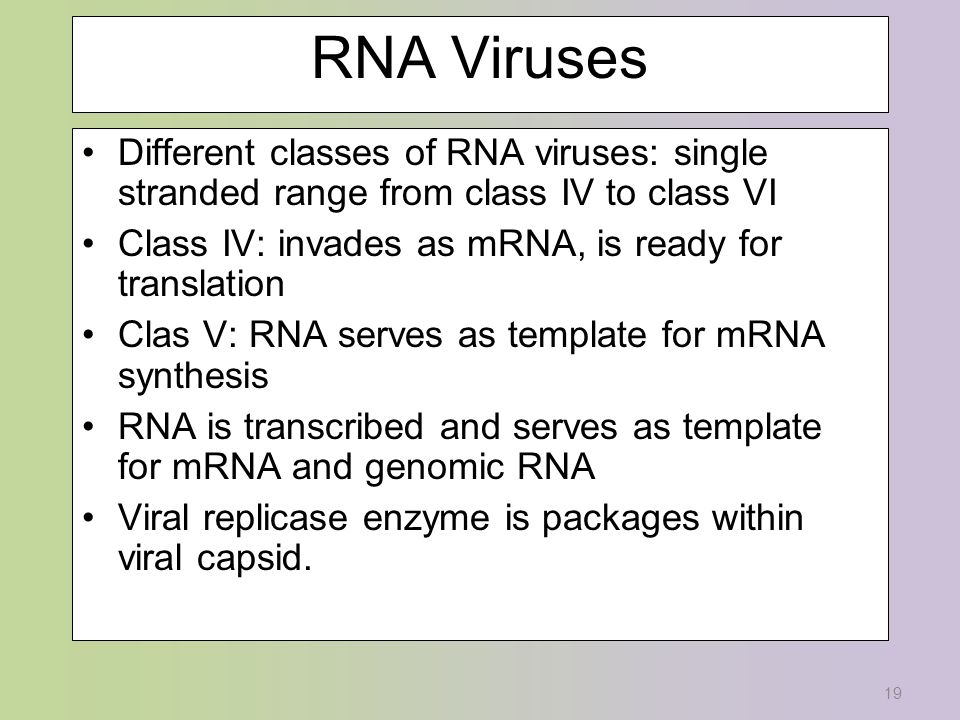 19 RNA Viruses Different classes of RNA viruses: single stranded range from class IV to class VI Class IV: invades as mRNA, is ready for translation Clas V: RNA serves as template for mRNA synthesis RNA is transcribed and serves as template for mRNA and genomic RNA Viral replicase enzyme is packages within viral capsid.