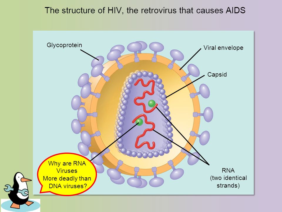 The structure of HIV, the retrovirus that causes AIDS Reverse transcriptase Viral envelope Capsid Glycoprotein RNA (two identical strands) Why are RNA Viruses More deadly than DNA viruses