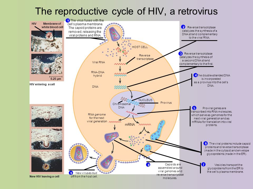 The reproductive cycle of HIV, a retrovirus Vesicles transport the glycoproteins from the ER to the cell’s plasma membrane.