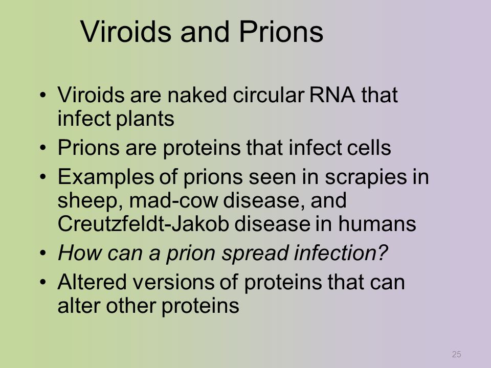 25 Viroids and Prions Viroids are naked circular RNA that infect plants Prions are proteins that infect cells Examples of prions seen in scrapies in sheep, mad-cow disease, and Creutzfeldt-Jakob disease in humans How can a prion spread infection.