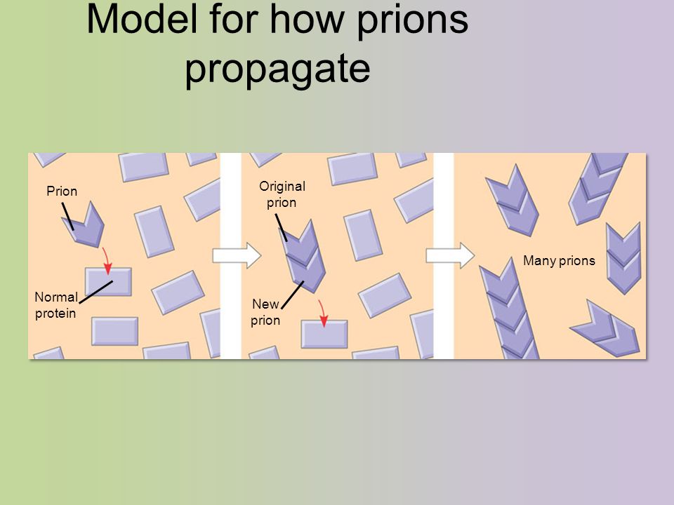 Model for how prions propagate Prion Normal protein Original prion New prion Many prions