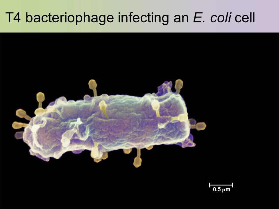 4 T4 bacteriophage infecting an E. coli cell 0.5  m