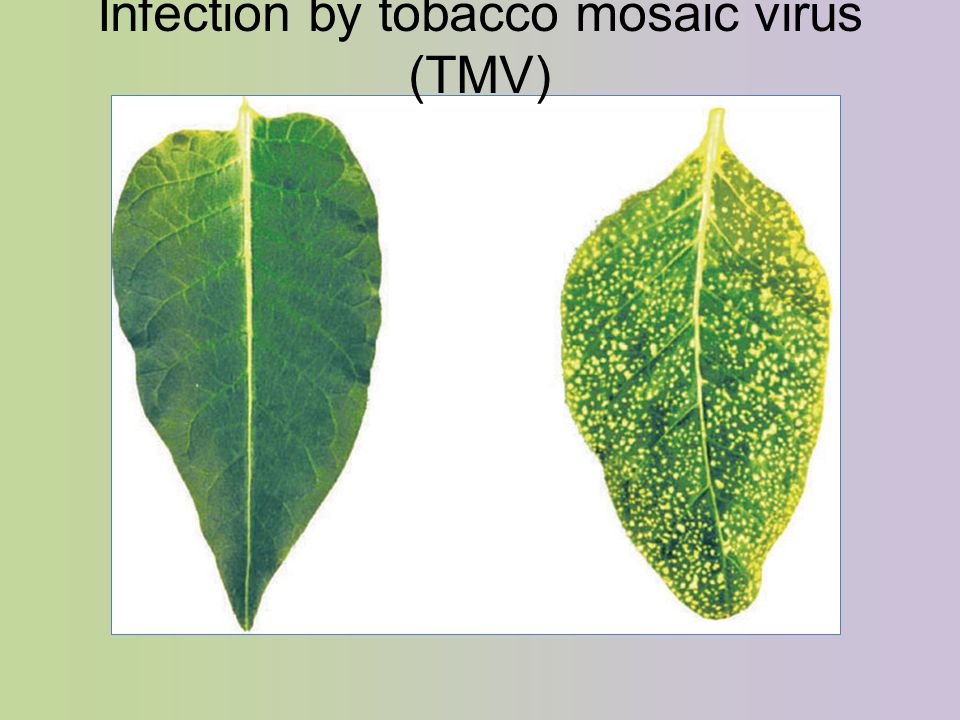 Infection by tobacco mosaic virus (TMV)