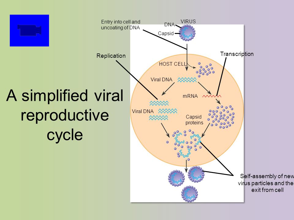 A simplified viral reproductive cycle VIRUS Capsid proteins mRNA Viral DNA HOST CELL Viral DNA Entry into cell and uncoating of DNA Replication Transcription DNA Capsid Self-assembly of new virus particles and their exit from cell