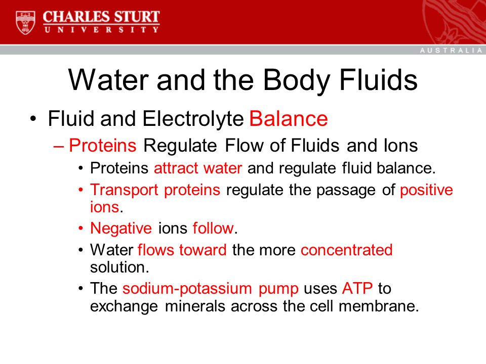 Water and the Body Fluids Fluid and Electrolyte Balance –Proteins Regulate Flow of Fluids and Ions Proteins attract water and regulate fluid balance.