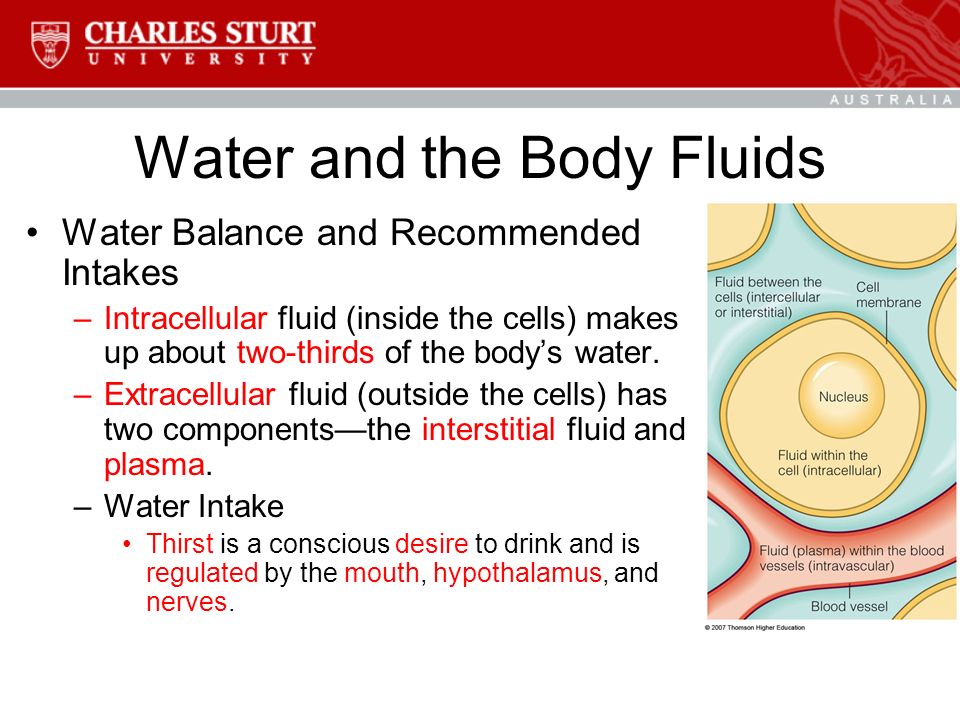 Water and the Body Fluids Water Balance and Recommended Intakes –Intracellular fluid (inside the cells) makes up about two-thirds of the body’s water.