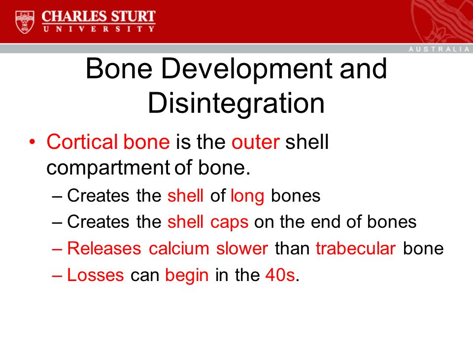 Bone Development and Disintegration Cortical bone is the outer shell compartment of bone.