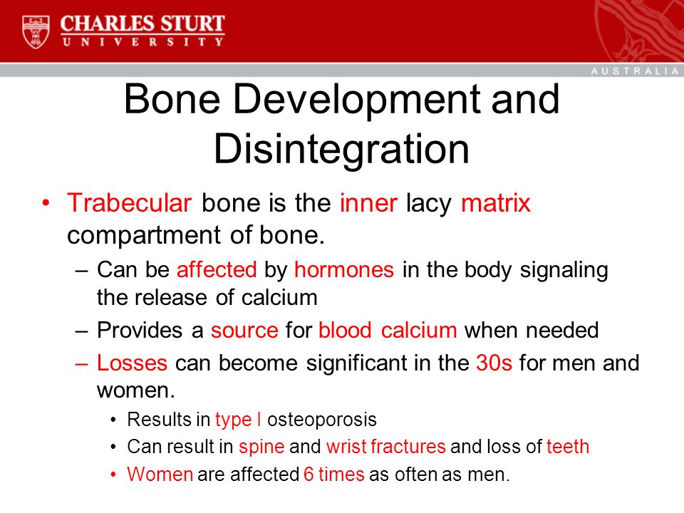 Bone Development and Disintegration Trabecular bone is the inner lacy matrix compartment of bone.