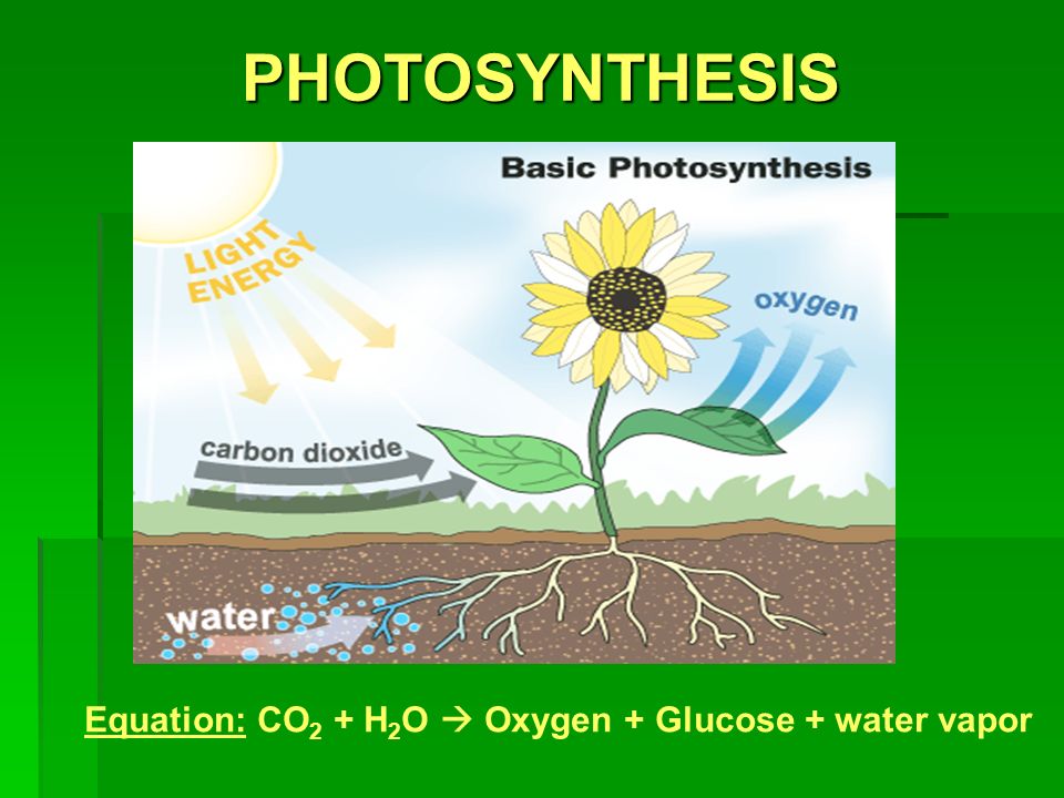 PHOTOSYNTHESIS Equation: CO 2 + H 2 O  Oxygen + Glucose + water vapor