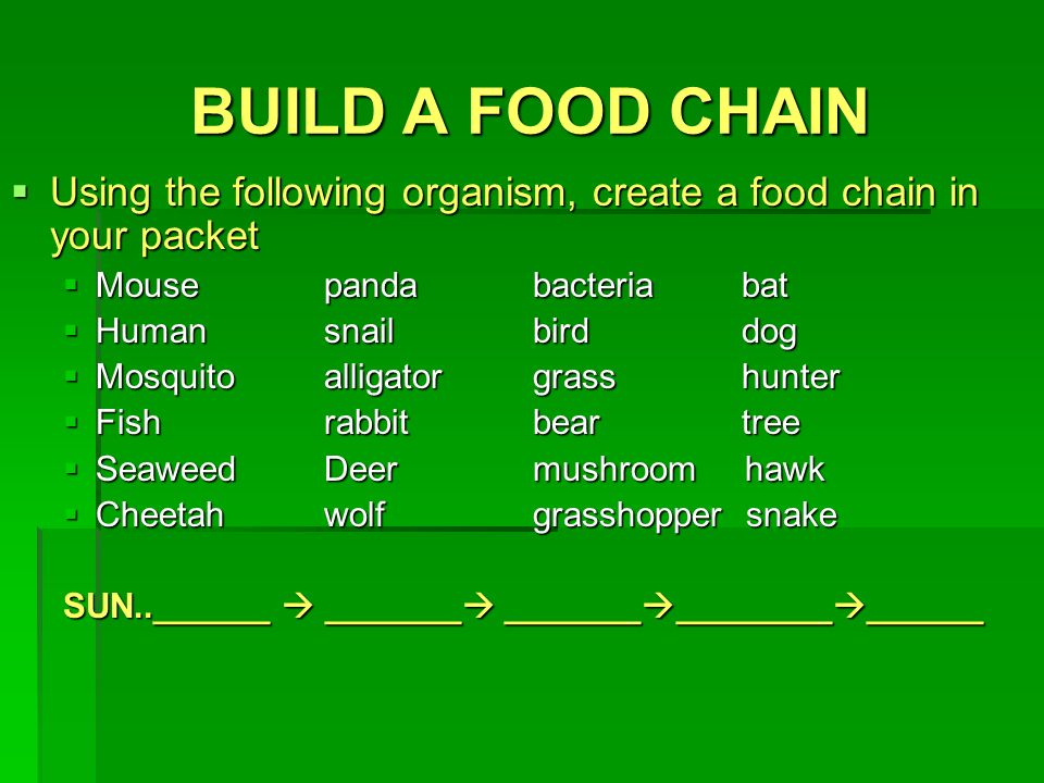 BUILD A FOOD CHAIN  Using the following organism, create a food chain in your packet  Mousepandabacteriabat  Humansnailbirddog  Mosquitoalligatorgrasshunter  Fishrabbitbeartree  SeaweedDeermushroom hawk  Cheetahwolfgrasshopper snake SUN..______  _______  _______  ________  ______