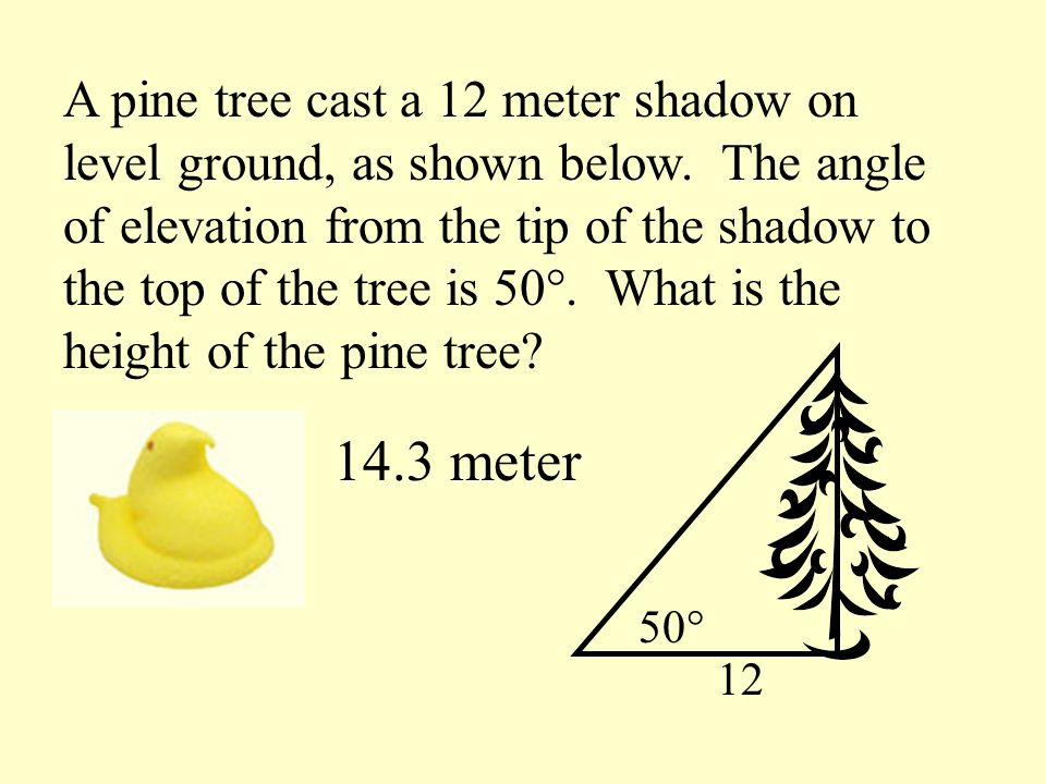 A pine tree cast a 12 meter shadow on level ground, as shown below.