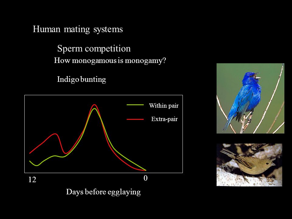 Human mating systems Sperm competition How monogamous is monogamy.