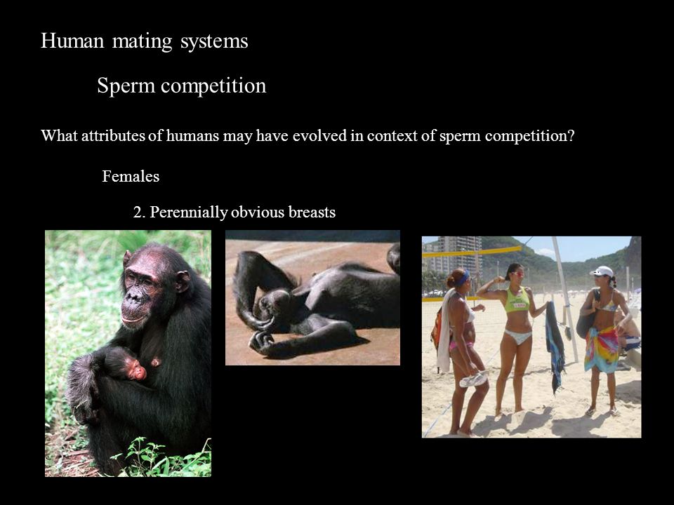 Human mating systems Sperm competition What attributes of humans may have evolved in context of sperm competition.