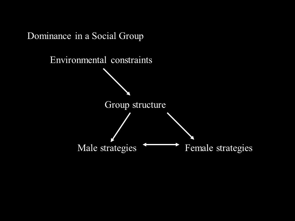Dominance in a Social Group Environmental constraints Group structure Male strategiesFemale strategies