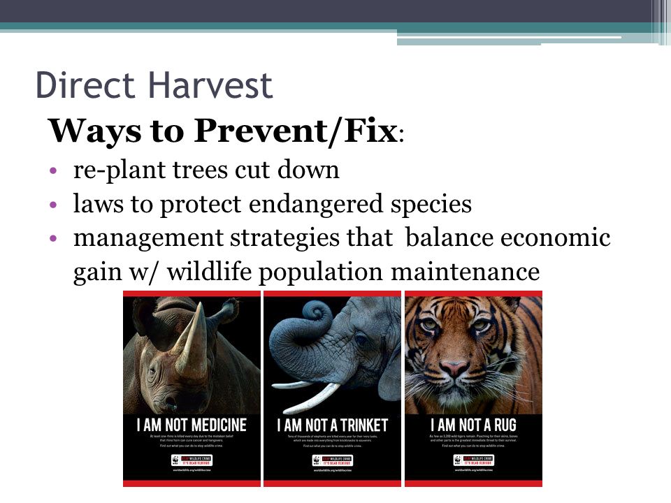 Direct Harvest Ways to Prevent/Fix : re-plant trees cut down laws to protect endangered species management strategies that balance economic gain w/ wildlife population maintenance
