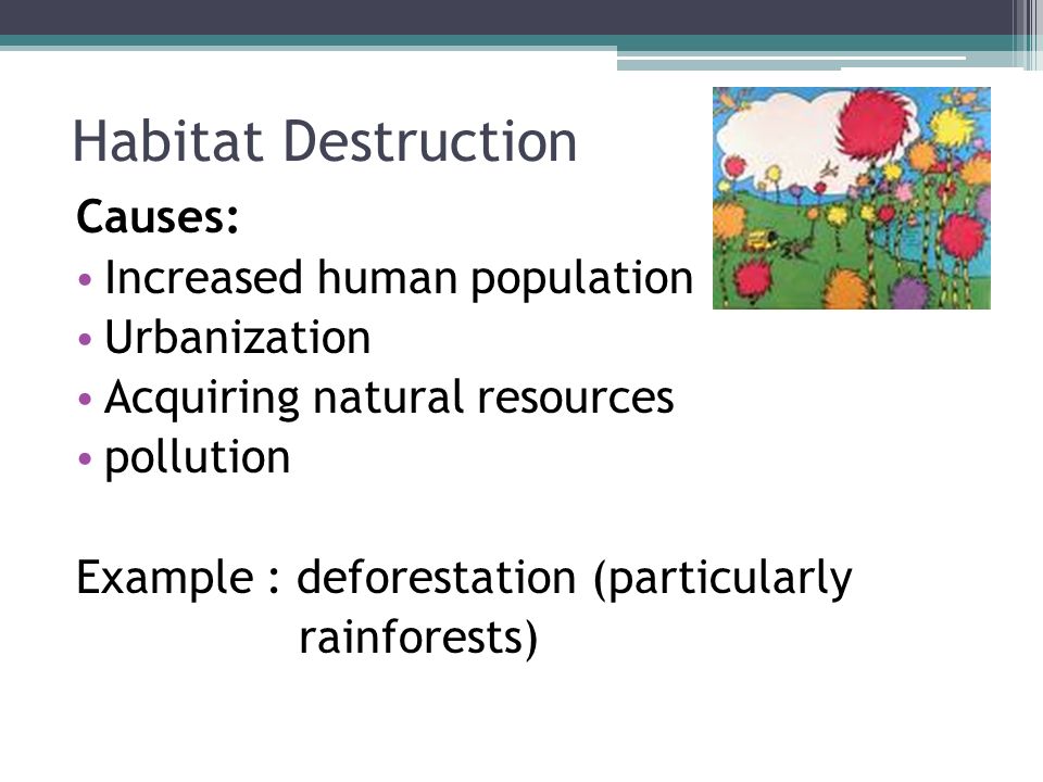 Habitat Destruction Causes: Increased human population Urbanization Acquiring natural resources pollution Example : deforestation (particularly rainforests)