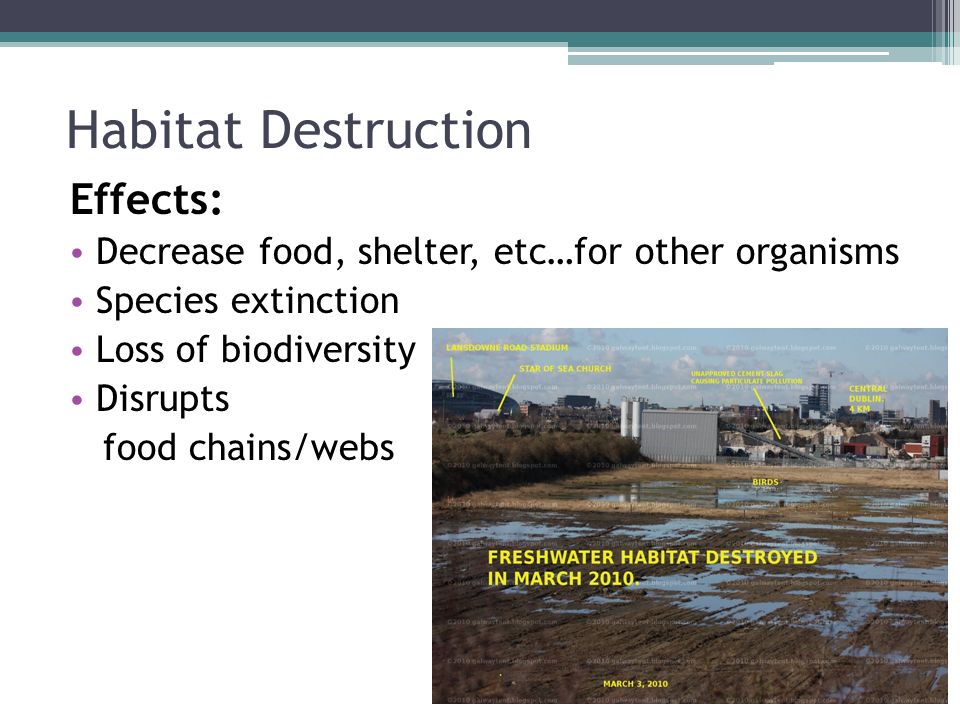Habitat Destruction Effects: Decrease food, shelter, etc…for other organisms Species extinction Loss of biodiversity Disrupts food chains/webs