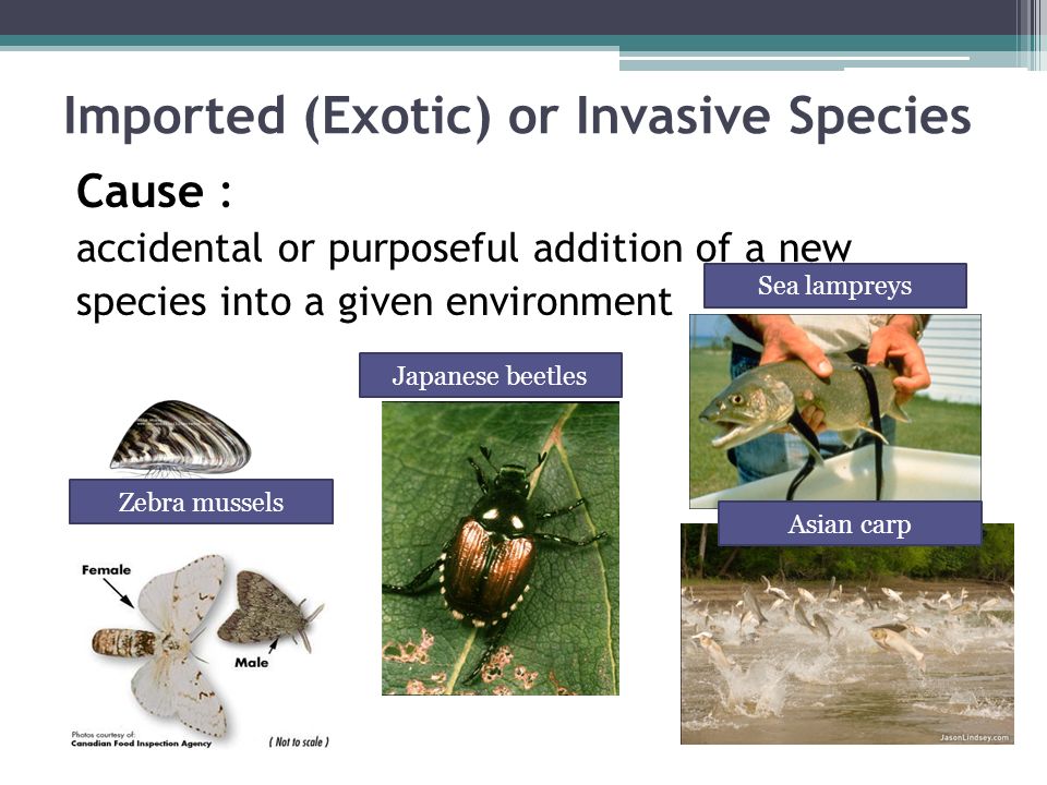 Imported (Exotic) or Invasive Species Cause : accidental or purposeful addition of a new species into a given environment Zebra mussels Japanese beetles Sea lampreys Asian carp
