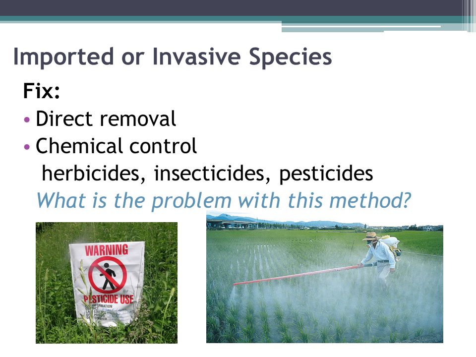 Imported or Invasive Species Fix: Direct removal Chemical control herbicides, insecticides, pesticides What is the problem with this method