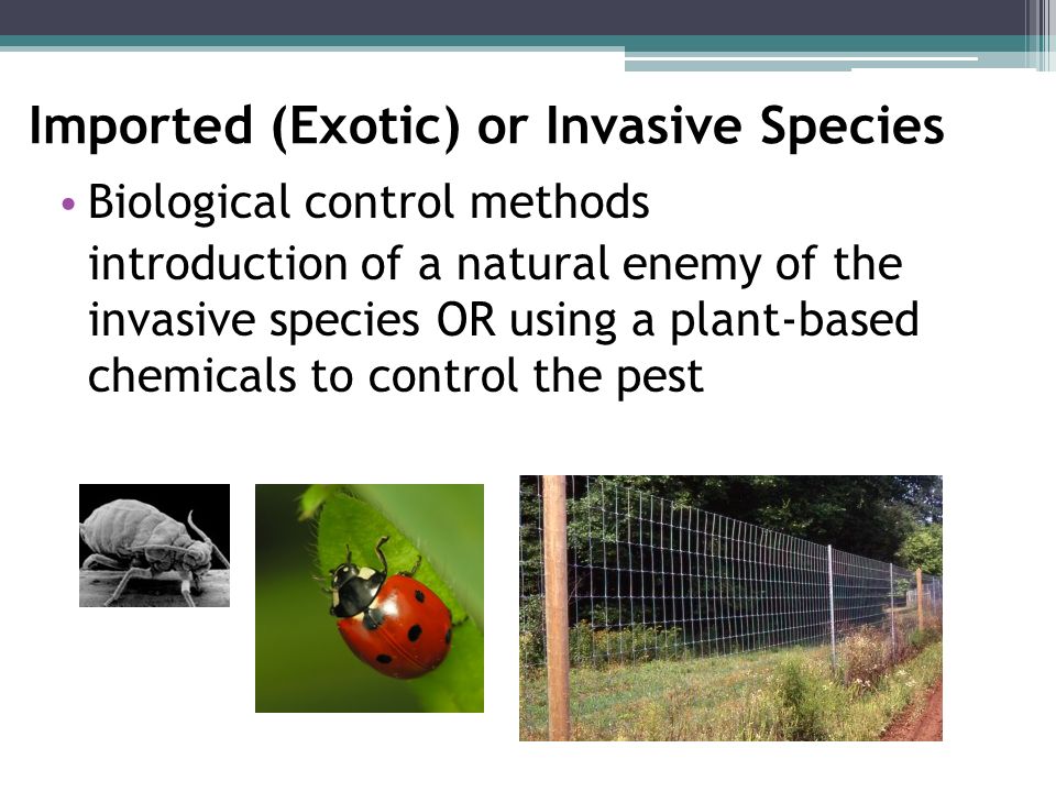 Imported (Exotic) or Invasive Species Biological control methods introduction of a natural enemy of the invasive species OR using a plant-based chemicals to control the pest