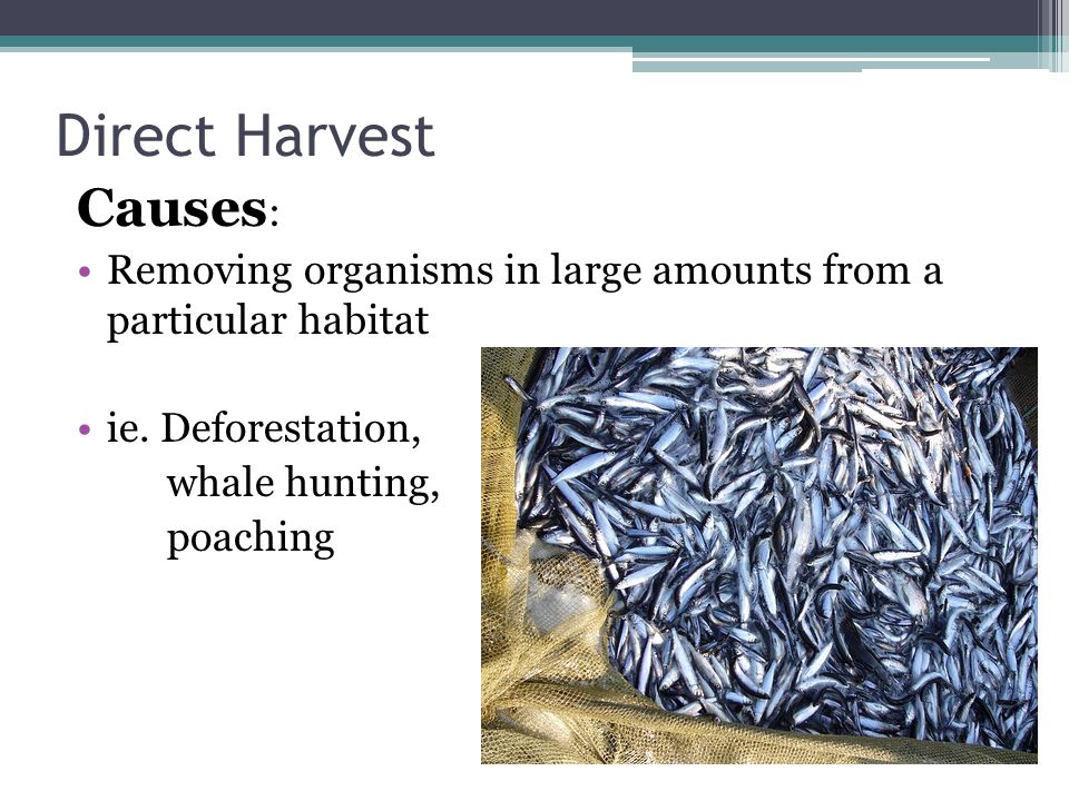 Direct Harvest Causes : Removing organisms in large amounts from a particular habitat ie.