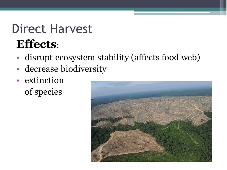 Direct Harvest Effects : disrupt ecosystem stability (affects food web) decrease biodiversity extinction of species