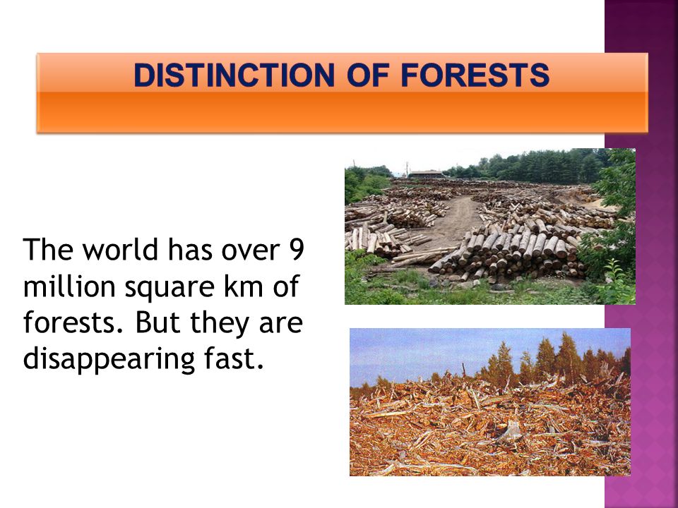 The world has over 9 million square km of forests. But they are disappearing fast.