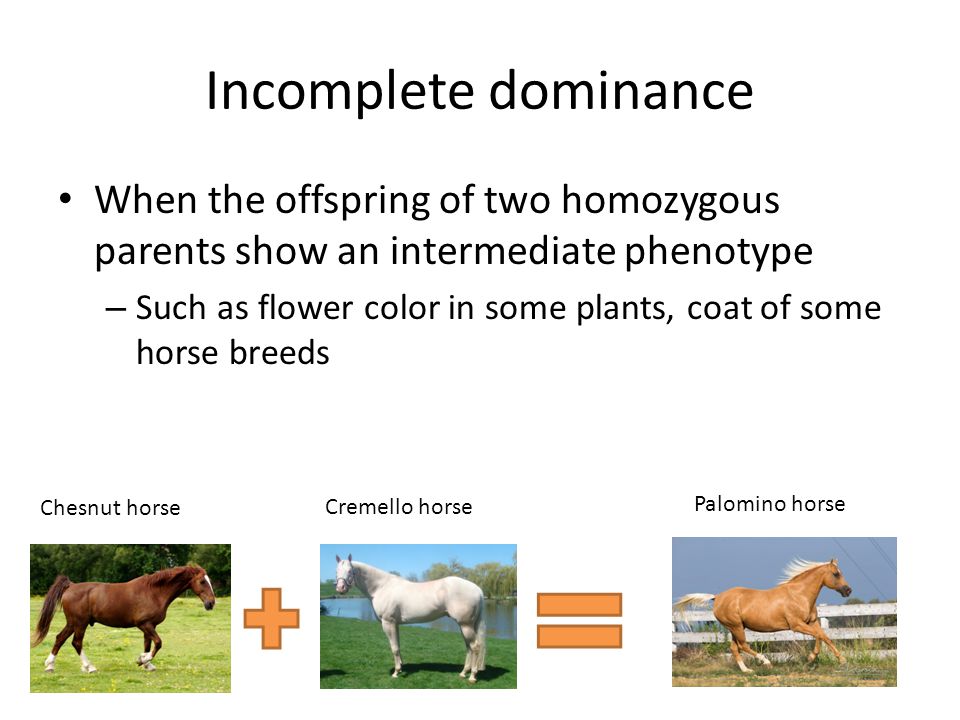 Incomplete dominance When the offspring of two homozygous parents show an intermediate phenotype – Such as flower color in some plants, coat of some horse breeds Chesnut horse Cremello horse Palomino horse