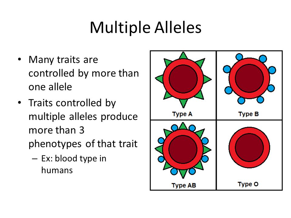 Multiple Alleles Many traits are controlled by more than one allele Traits controlled by multiple alleles produce more than 3 phenotypes of that trait – Ex: blood type in humans