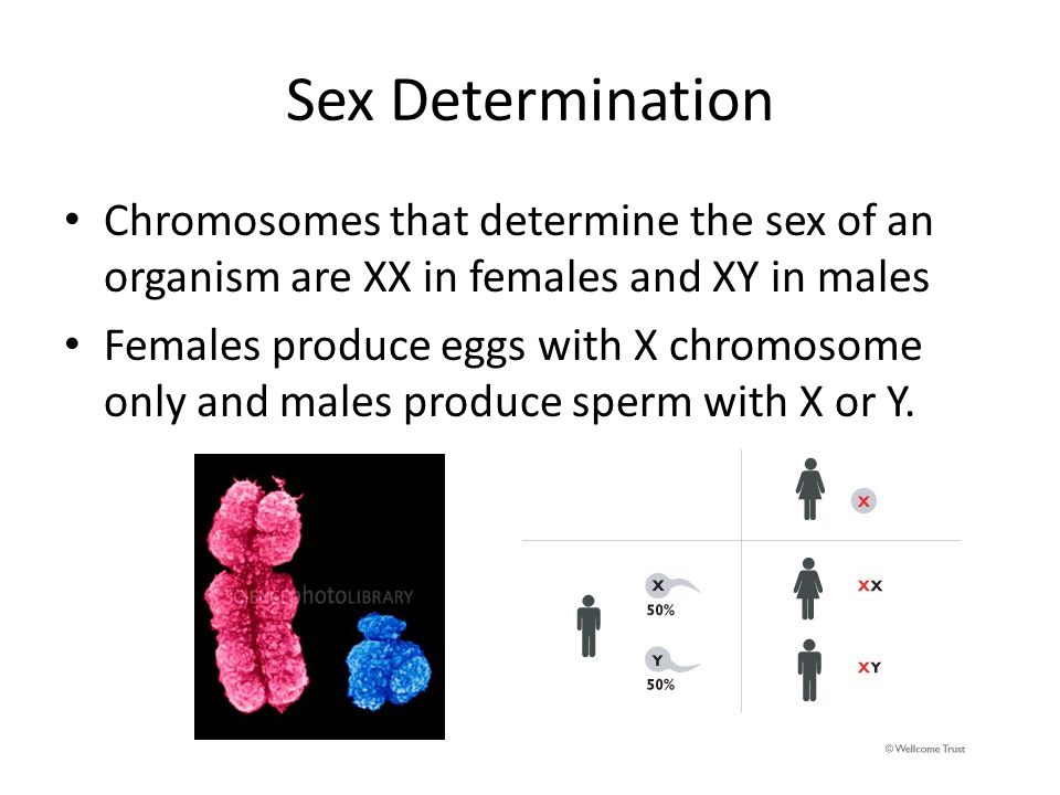 Sex Determination Chromosomes that determine the sex of an organism are XX in females and XY in males Females produce eggs with X chromosome only and males produce sperm with X or Y.