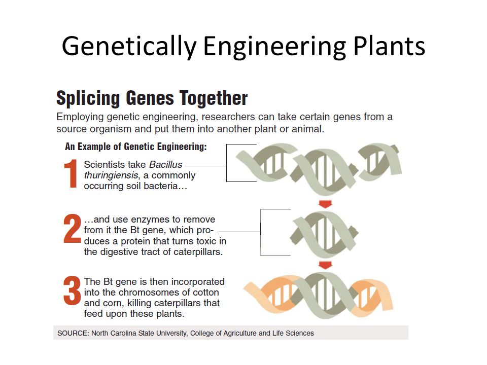 Genetically Engineering Plants