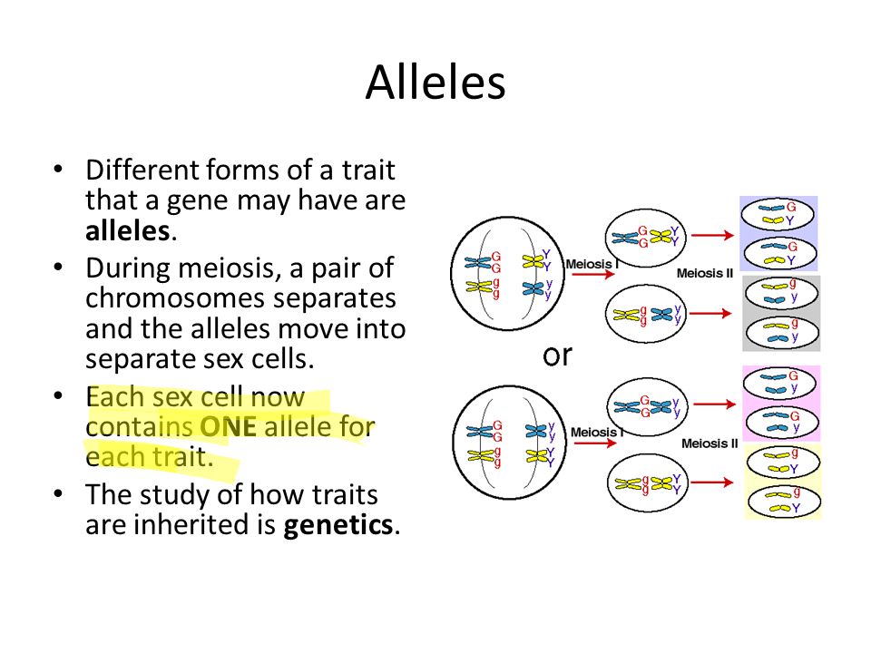Alleles Different forms of a trait that a gene may have are alleles.