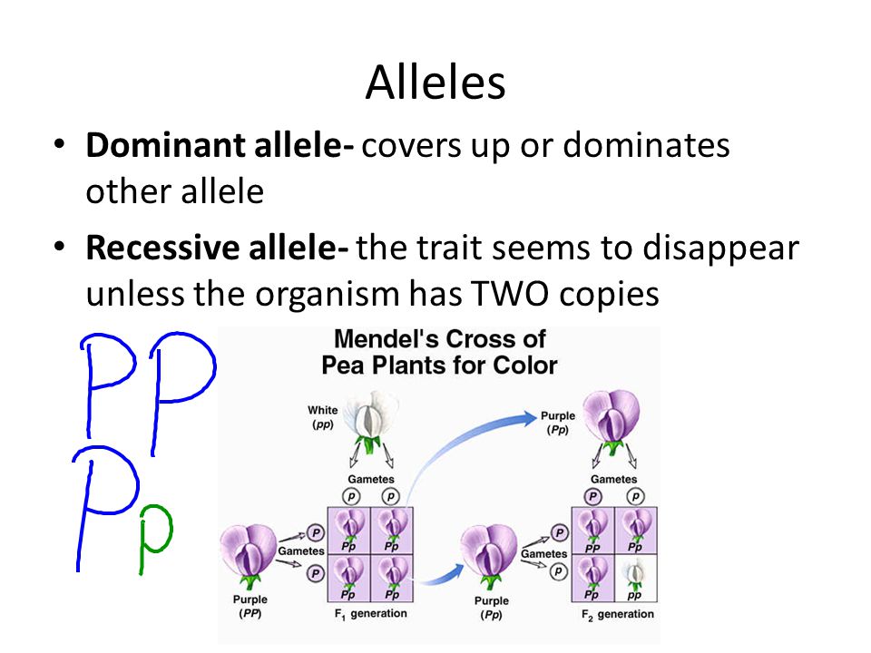 Alleles Dominant allele- covers up or dominates other allele Recessive allele- the trait seems to disappear unless the organism has TWO copies