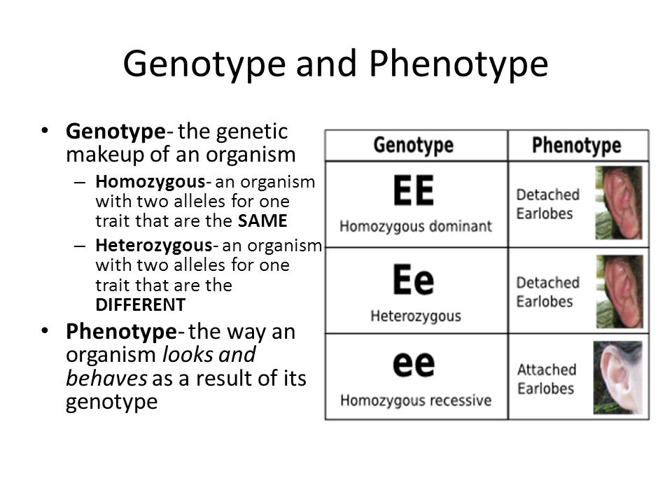 Genotype and Phenotype Genotype- the genetic makeup of an organism – Homozygous- an organism with two alleles for one trait that are the SAME – Heterozygous- an organism with two alleles for one trait that are the DIFFERENT Phenotype- the way an organism looks and behaves as a result of its genotype