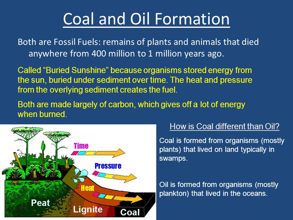 Coal and Oil Formation Both are Fossil Fuels: remains of plants and animals that died anywhere from 400 million to 1 million years ago.