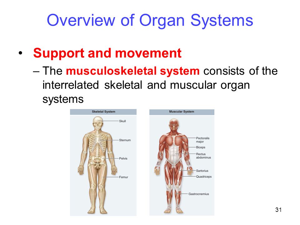 interrelated body systems