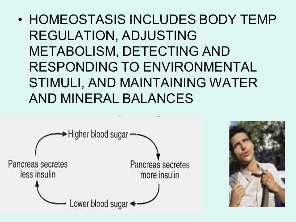 HOMEOSTASIS INCLUDES BODY TEMP REGULATION, ADJUSTING METABOLISM, DETECTING AND RESPONDING TO ENVIRONMENTAL STIMULI, AND MAINTAINING WATER AND MINERAL BALANCES