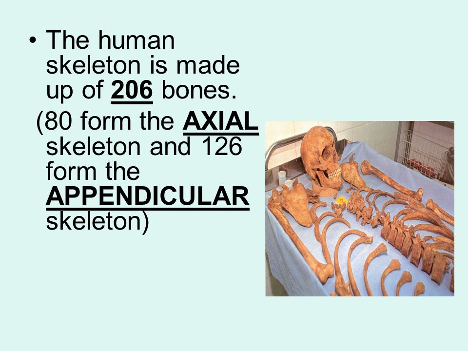 The human skeleton is made up of 206 bones.