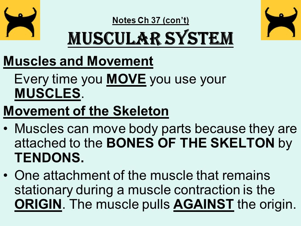 Notes Ch 37 (con’t) Muscular System Muscles and Movement Every time you MOVE you use your MUSCLES.