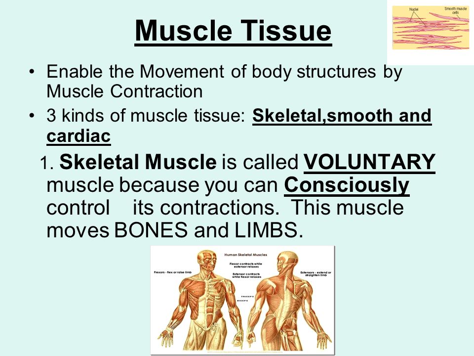 Muscle Tissue Enable the Movement of body structures by Muscle Contraction 3 kinds of muscle tissue: Skeletal,smooth and cardiac 1.