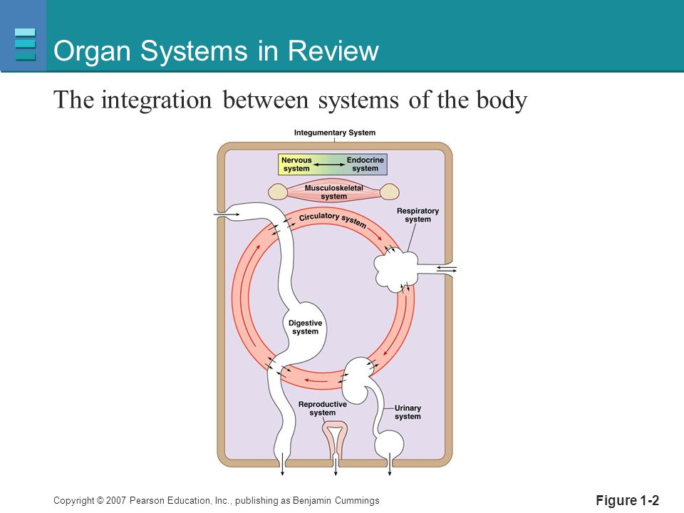 Copyright © 2007 Pearson Education, Inc., publishing as Benjamin Cummings Figure 1-2 Organ Systems in Review The integration between systems of the body