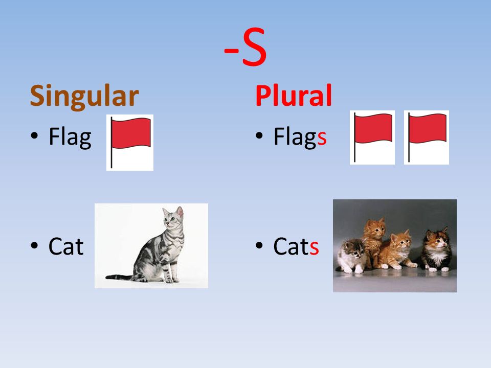 -S Singular Flag Cat Plural Flags Cats