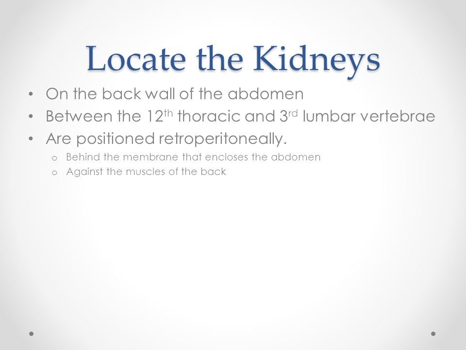 Locate the Kidneys On the back wall of the abdomen Between the 12 th thoracic and 3 rd lumbar vertebrae Are positioned retroperitoneally.