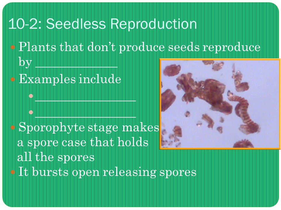 10-2: Seedless Reproduction Plants that don’t produce seeds reproduce by _____________ Examples include ________________ Sporophyte stage makes a spore case that holds all the spores It bursts open releasing spores