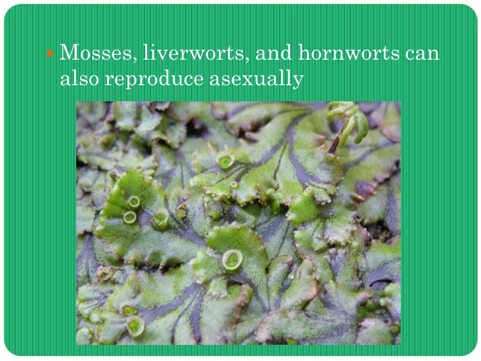 Mosses, liverworts, and hornworts can also reproduce asexually