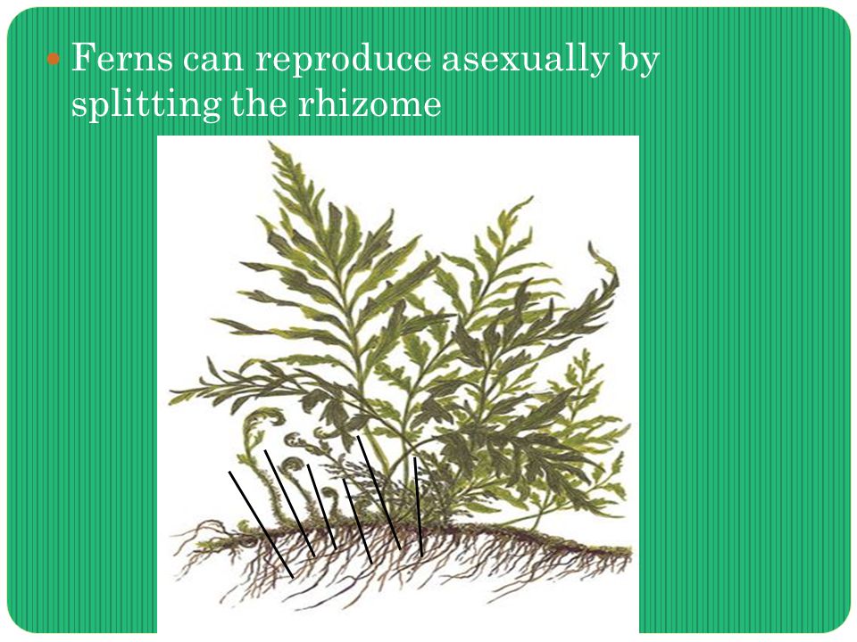 Ferns can reproduce asexually by splitting the rhizome
