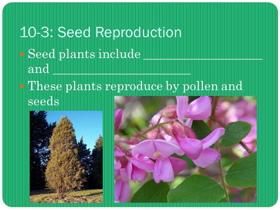 10-3: Seed Reproduction Seed plants include ___________________ and ______________________ These plants reproduce by pollen and seeds